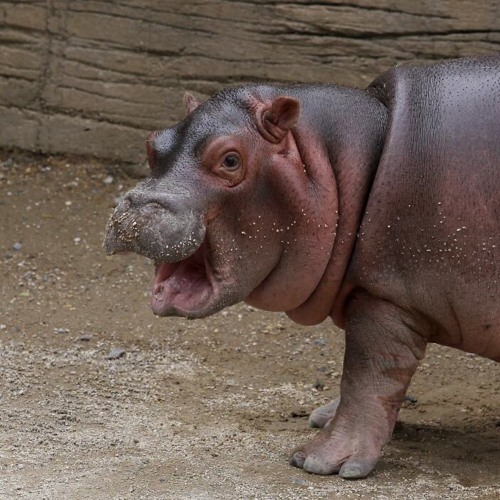 Boing Boing Moo Deng!