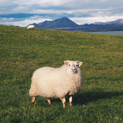 Sheep Feat djfilmjolk (Prod Deejjay)