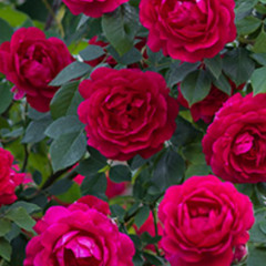 Walk On Roses (M:M.Knauer/KR,T:KR,Remix:W.Eggert 1987)