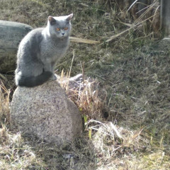 Самовозгорання