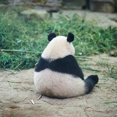 yunpanda - quoc te thieu em *demo*
