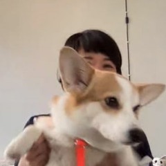 dog in a harness (leon's theme)