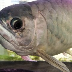 いいたいことはない  nothing to say2511