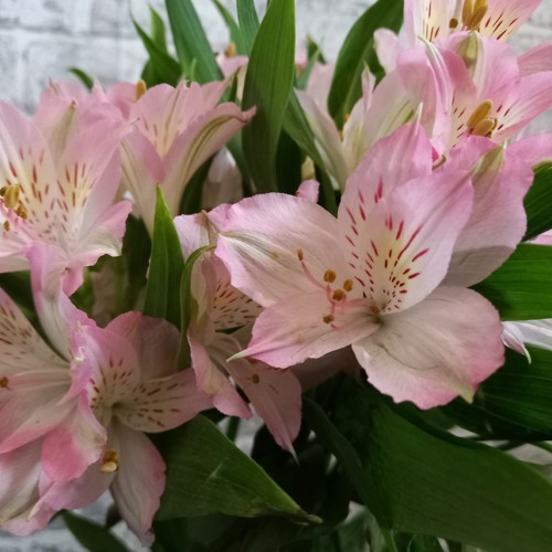 Dreams - The Cranberries Acoustic cover