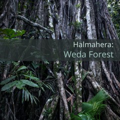 'Halmahera: Weda Forest' - Album Sample