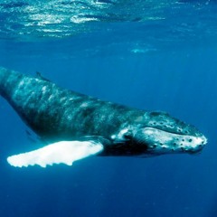 I Wish I Were A Whale (Whale Theme)
