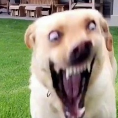 Rawrrr