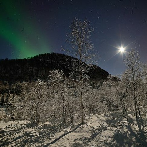 Stars Over Forest