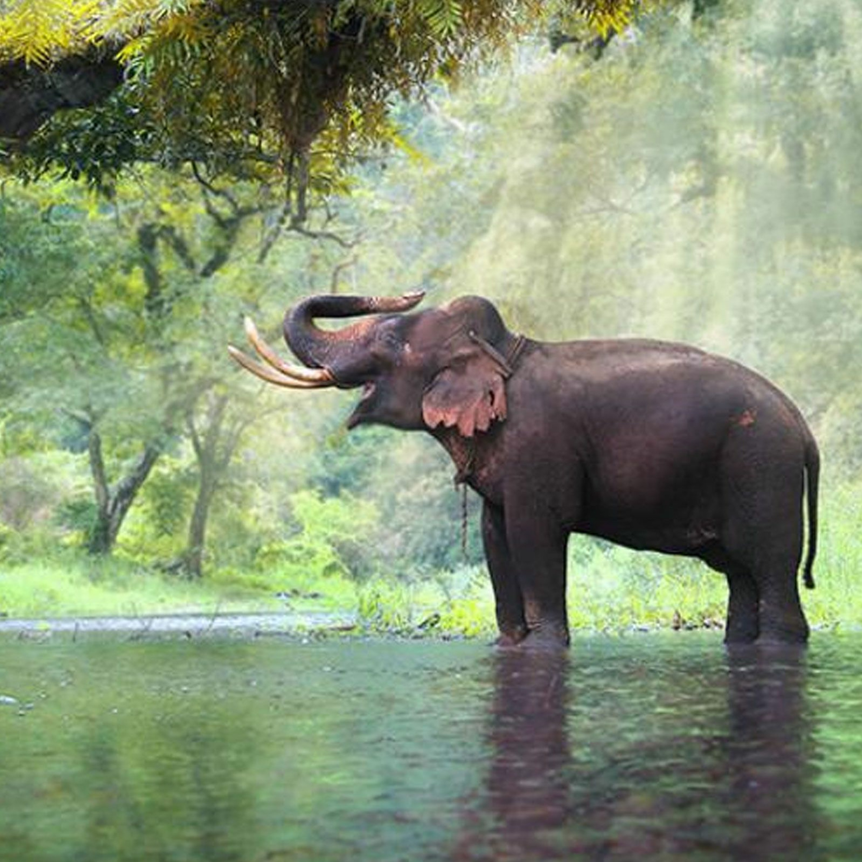 Seeing the Whole Elephant - Richard Franz episode artwork