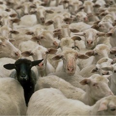 Black Sheep <rough draft>