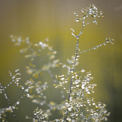 Morning Dew