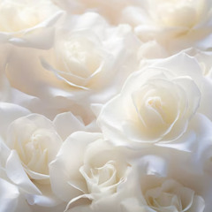 white roses