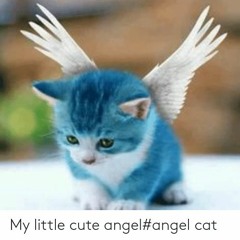 i am just a kitten