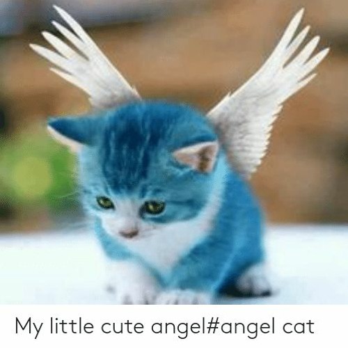 i am just a kitten