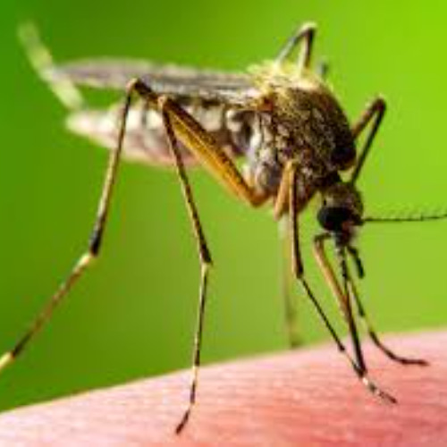 sampelka (jbc brokies)