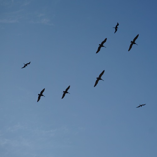 if i could fly