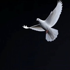 FREEBIRD [prod. @chaseflorezz]