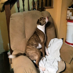 Our Dog Newton