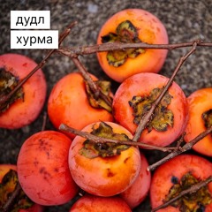 Хурма