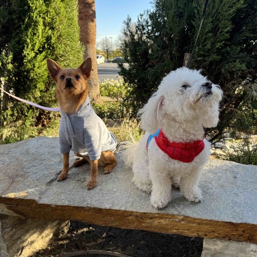 PERROS LA Mix Submission - Dine N’ Dash