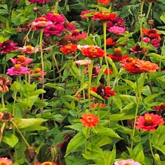 Colour Song - 30/03/20 - Maggie Rogers