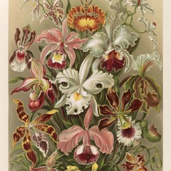 japhet santana - sonic core of new statues: 09 (06.09.2025)