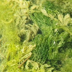 Nepomorpha and other zipping insects in Ulubat Gölü's shallow water