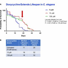 Mitochondria-Targeting Antibiotics Extend Lifespan in C. Elegans