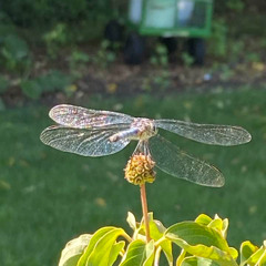 Fernando - Metamorphosis II - Dragonfly - Aug. 05, 2023