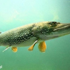 beat bartek fortnite