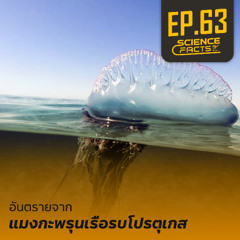Science Facts EP.63 อันตรายจากแมงกะพรุนเรือรบโปรตุเกส