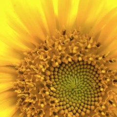 sunrise- sramzender (prod. S.RD.)