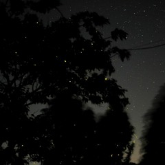 Bioluminescence - VI. Fireflies