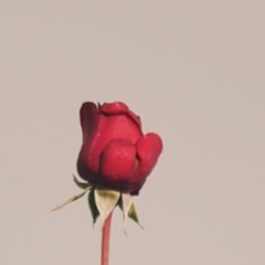 Fjäder, Sov Min Lilla Rosenknopp releasedate 1 november at Virvelvind Records