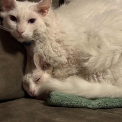 Golden State Cider MASTER 7.20.m4a