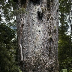 Macrocarpa