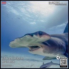 Biofall - Hammerhead Shark (ESC EXCLUSIVE)