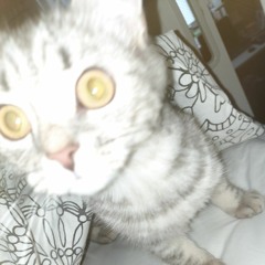 untitled by hood goth, мурки