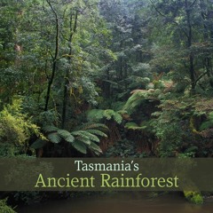 Album - 'Tasmania's Ancient Rainforest'