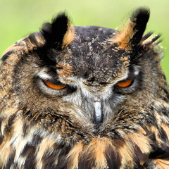 wow, what a hoot