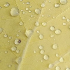 "Gathering Dew", concerto for violin and orchestra