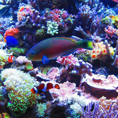 DISCOFISH - Missing You ( DeepHousePreview )