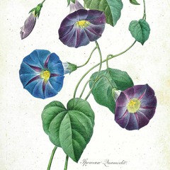 CHRISTOPH H. MÜLLER - Ipomoea (Morning Glory)