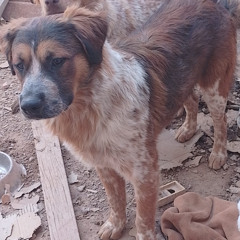 Perros de la calle