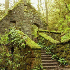 MOSS IS A SIGN OF LIFE