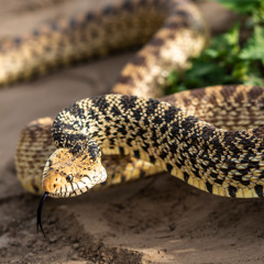 PanhandleAfield: Bullsnakes