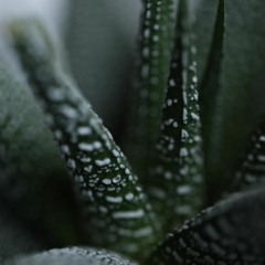 Main Leaf - Another Perspective - [Out Now]