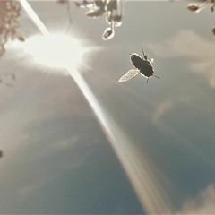 Gobelinus h. - Drone Metamorphosis -