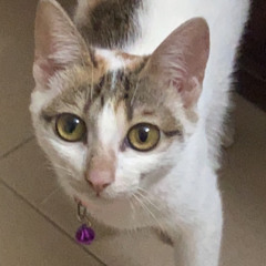 hạ