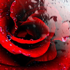 des roses et des larmes